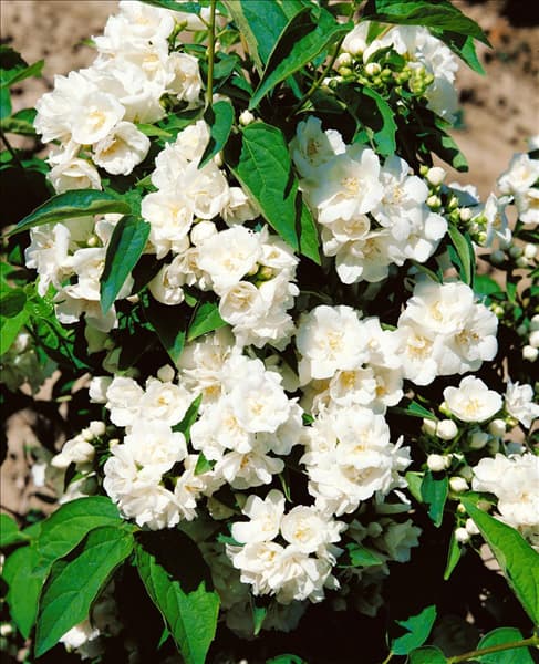 Philadelphus x virginalis