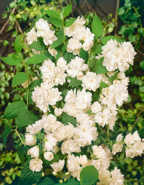 Philadelphus x virginalis