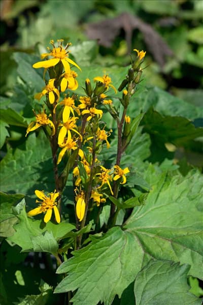 Ligularia Little Rocket