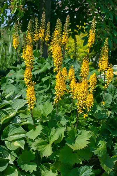 Ligularia Little Rocket