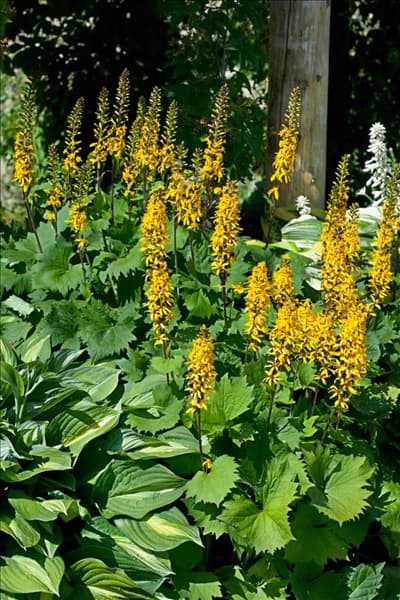 Ligularia Little Rocket