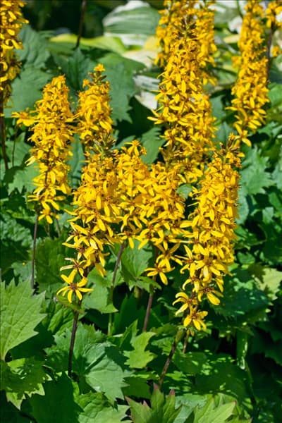 Ligularia Little Rocket