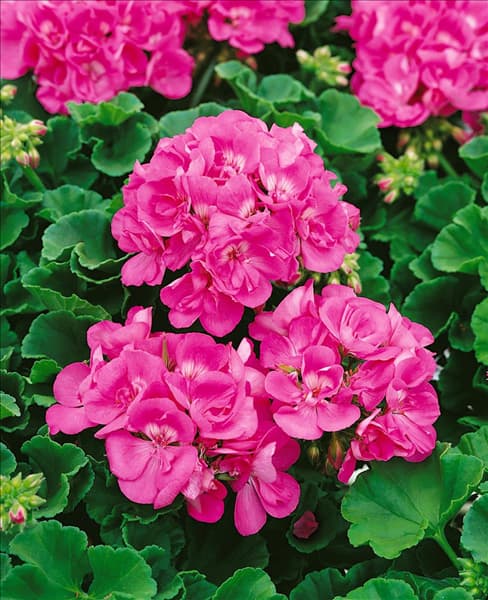 Pelargonium zonale Eclipse Pink