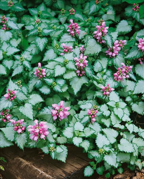 LAMIUM MACULATUM