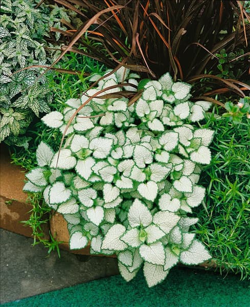 Lamium maculatum White Nancy