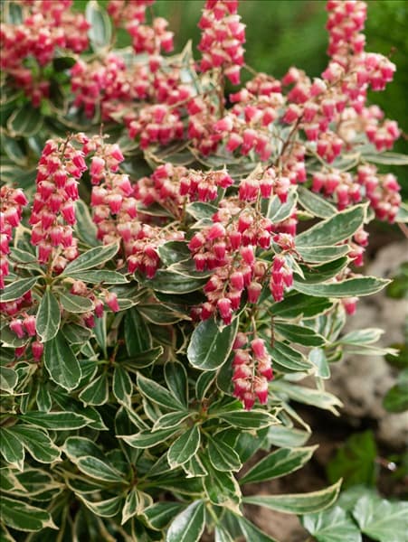 Pieris japonica Ralto