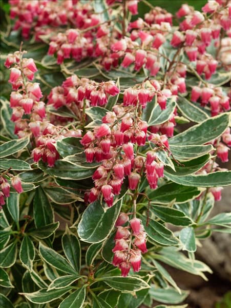 Pieris japonica Ralto