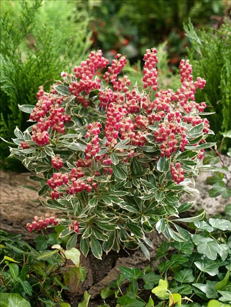 Pieris japonica Ralto