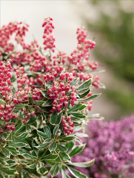 Pieris japonica Ralto