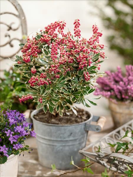 Pieris japonica Ralto