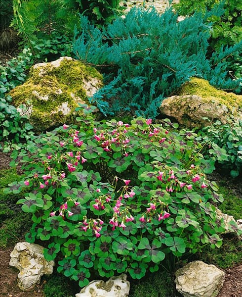 OXALIS DEPPEI IRON CROSS Oxalis deppei