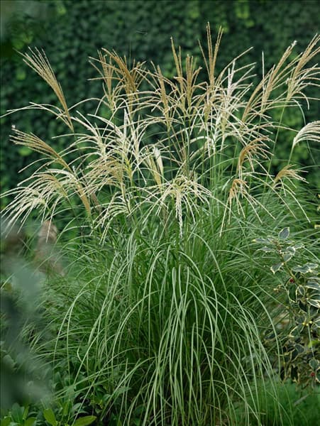 Miscanthus sinensis Hermann Müssel
