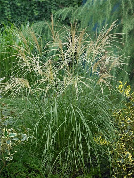 Miscanthus sinensis Hermann Müssel