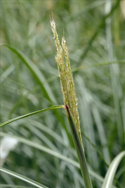 Miscanthus sinensis Hermann Müssel