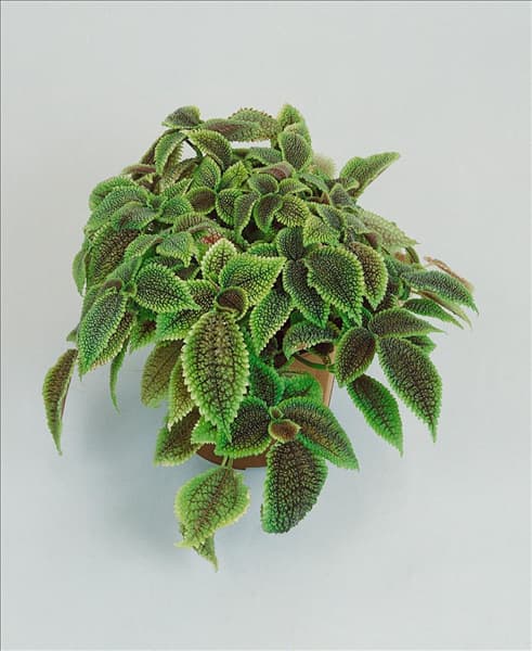 Pilea repens