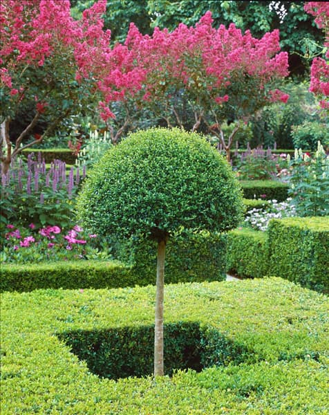 Ligustrum delavayanum