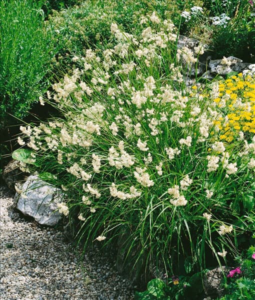 LUZULA NIVEA
