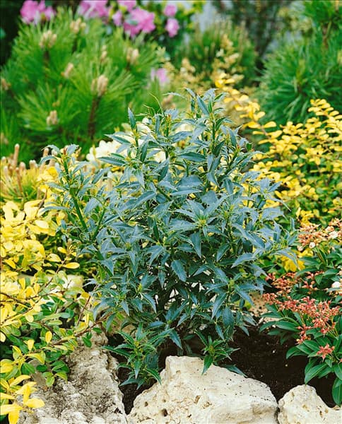Ilex aquifolium Myrtifolia