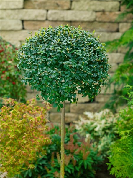 Ligustrum delavayanum