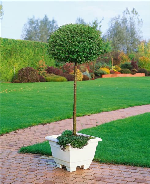 Ligustrum delavayanum