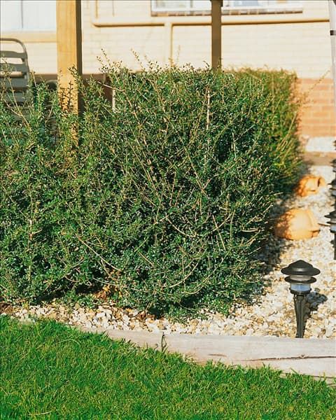 Ligustrum delavayanum