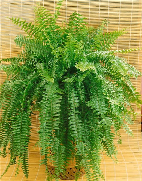 NEPHROLEPIS EXALTATA
