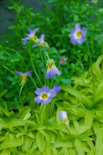 Pinguicula primuliflora