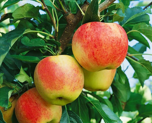 Apfel / Malus domestica Royal Gala