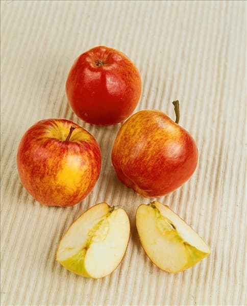 Apfel / Malus domestica Royal Gala