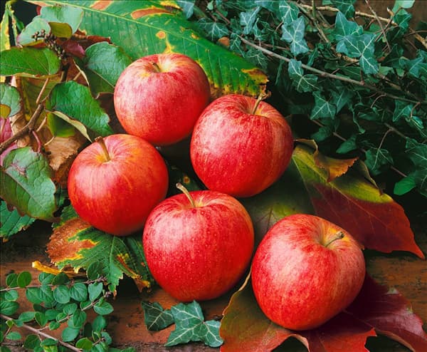 Apfel / Malus domestica Royal Gala