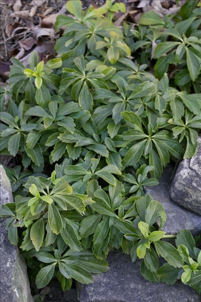 Pachysandra terminalis
