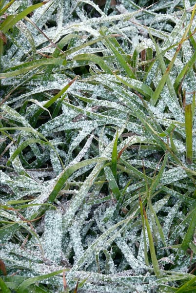 Luzula sylvatica im Winter
