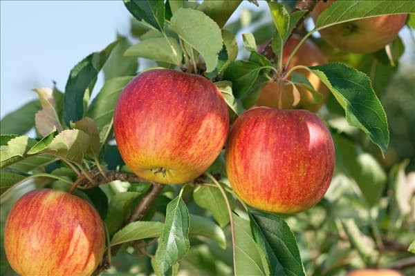 Malus domestica Rubinette (R) rafzubin