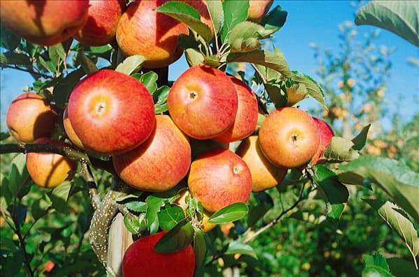 Malus domestica Rubinette (R) rafzubin