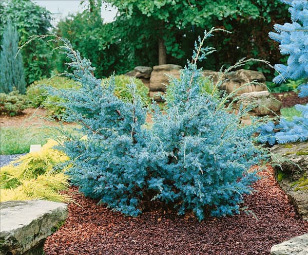 JUNIPERUS CHINENSIS BLUE ALPS (J. X MEDIA)