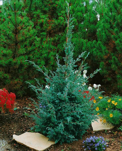 JUNIPERUS CHINENSIS BLUE ALPS (J. X MEDIA)