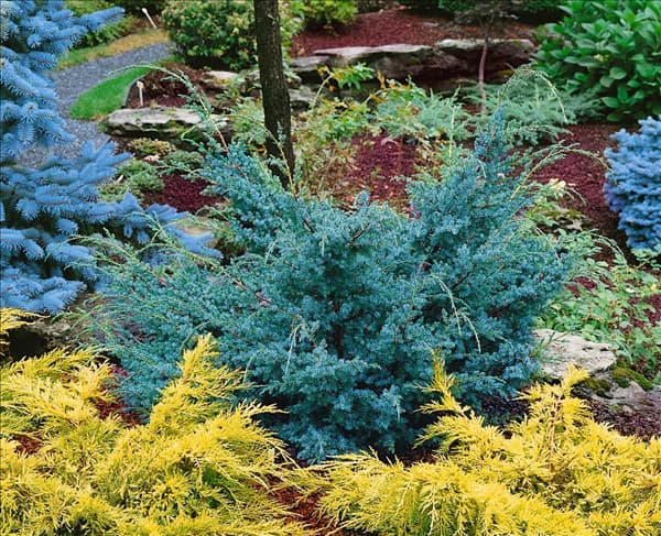 JUNIPERUS CHINENSIS BLUE ALPS (J. X MEDIA)