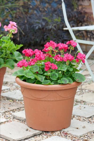 Pelargonium pac ® Little Lady ®  Pink