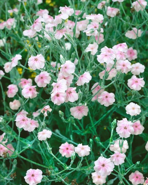 Silene coronaria Angel's Blush