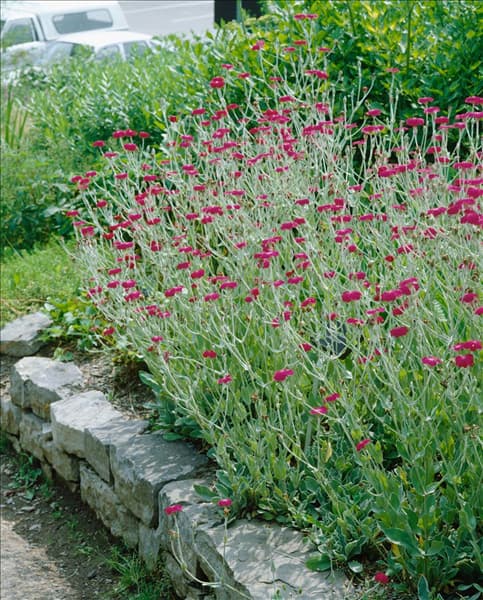 Silene coronaria Purpurea