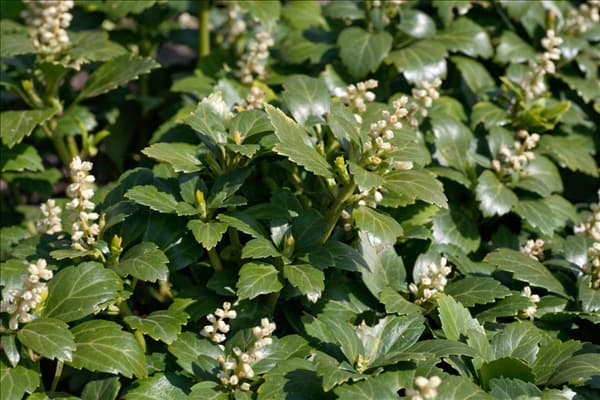 Pachysandra terminalis Green Carpet