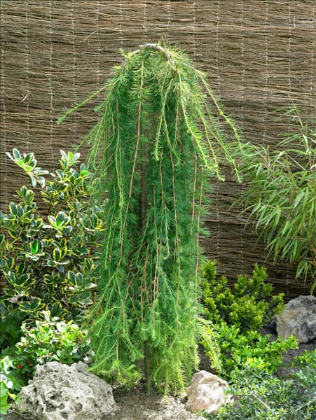 Larix decidua Puli