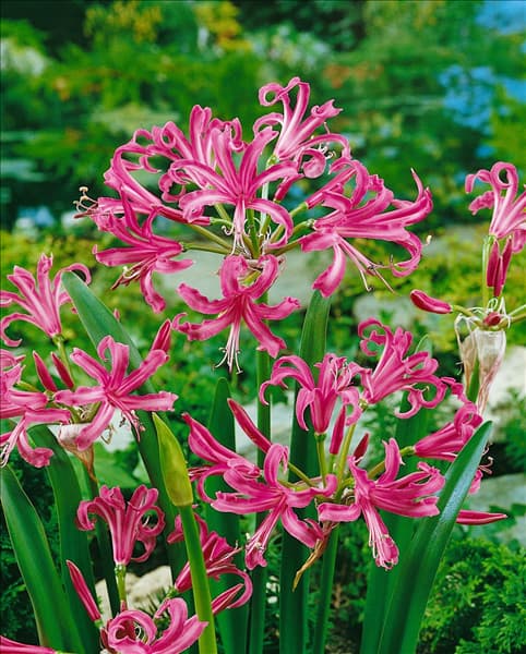 NERINE BOWDENII, DARK PINK