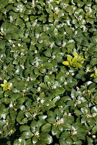 Pachysandra terminalis Green Carpet