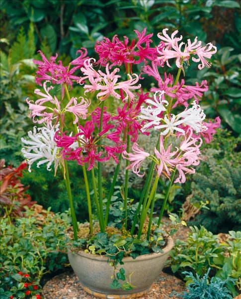 Nerine bowdenii mixed