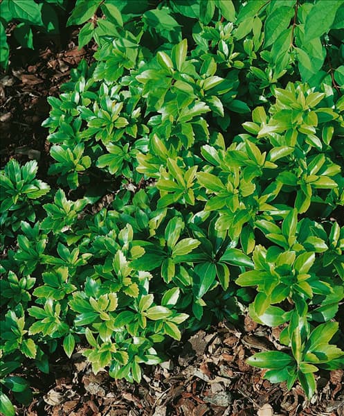 Pachysandra terminalis Green Carpet