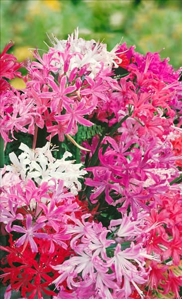 Nerine bowdenii mixed