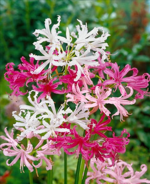 Nerine bowdenii mixed