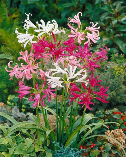 Nerine bowdenii mixed