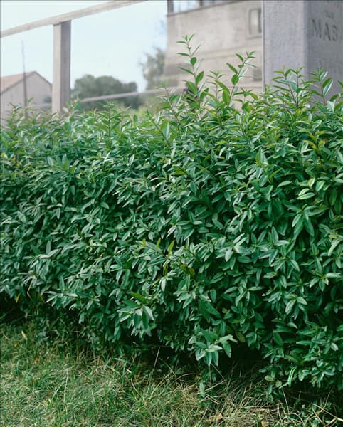 Ligustrum vulgare Lodense
